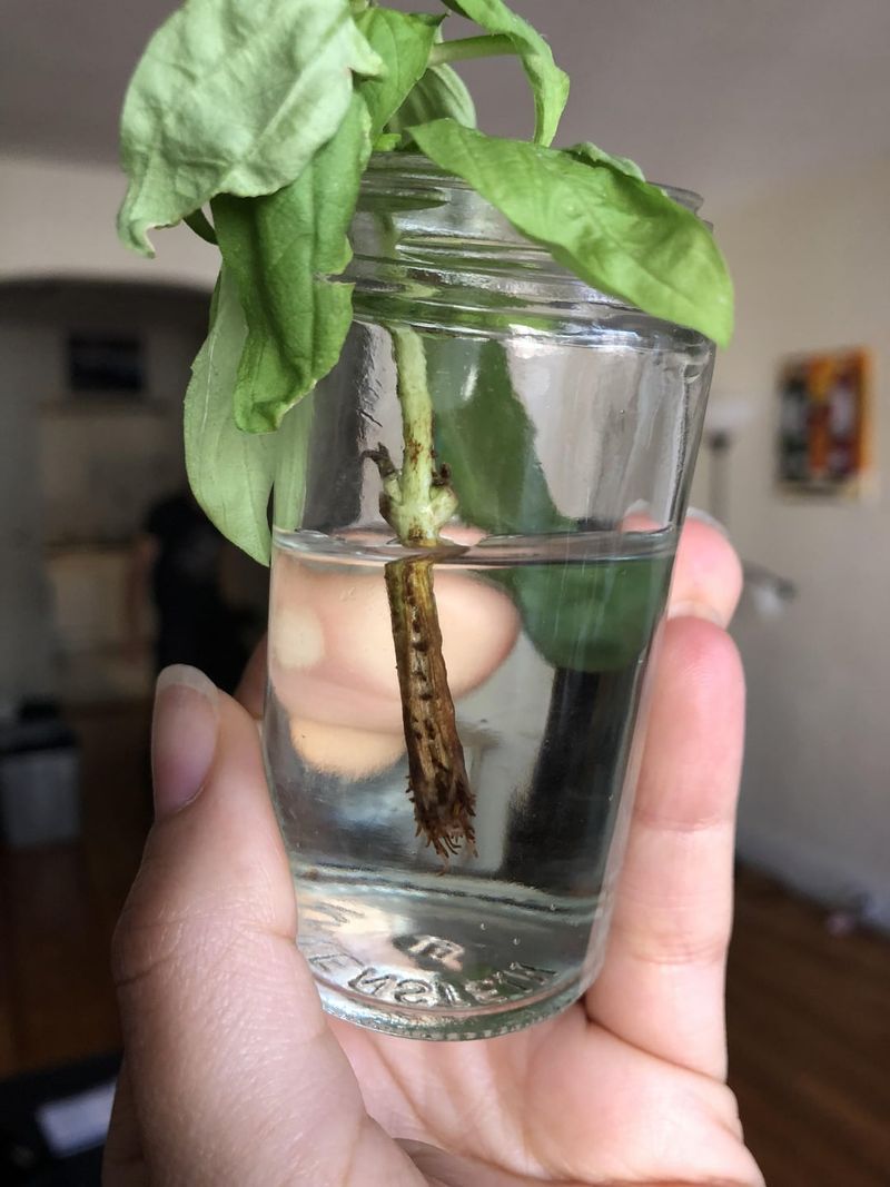 Seasonal Propagation