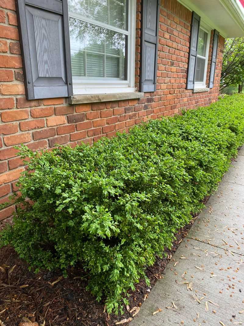 Hedge Rows