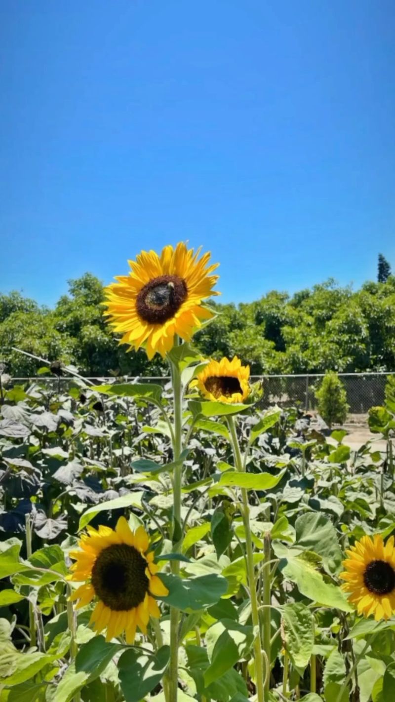 Seed-Producing Flowers