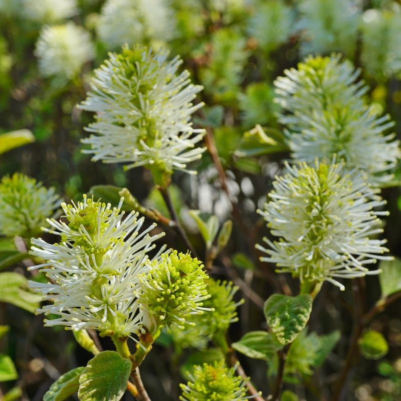 Graceful Fothergilla
