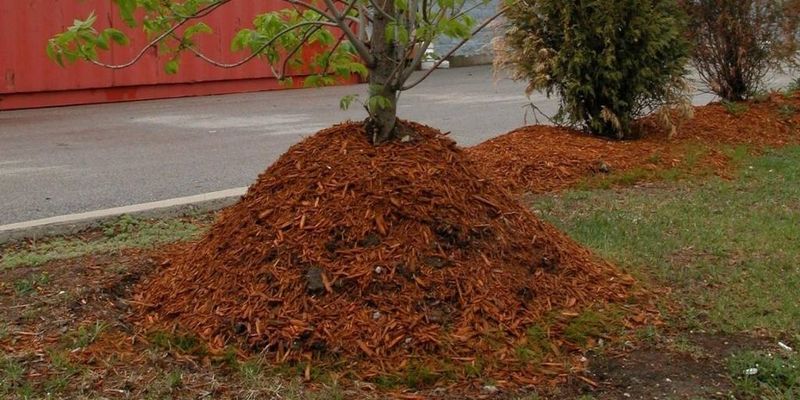 Pest Infestations