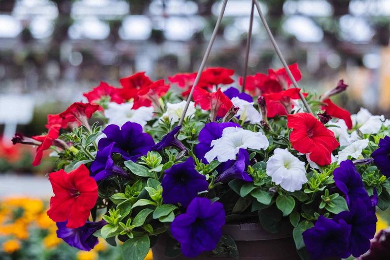 Reliable Petunias