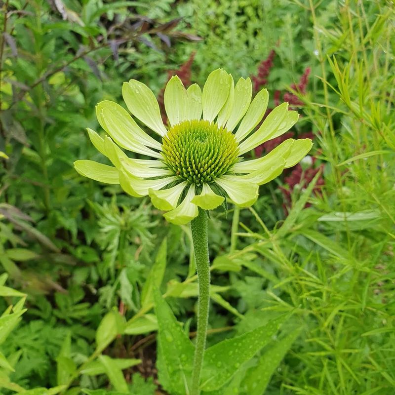 Plant 'Green Jewel' For Uniqueness