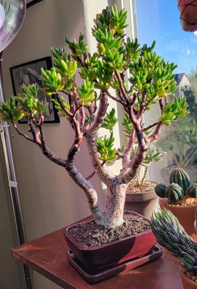 Create a Multi-Trunk Masterpiece