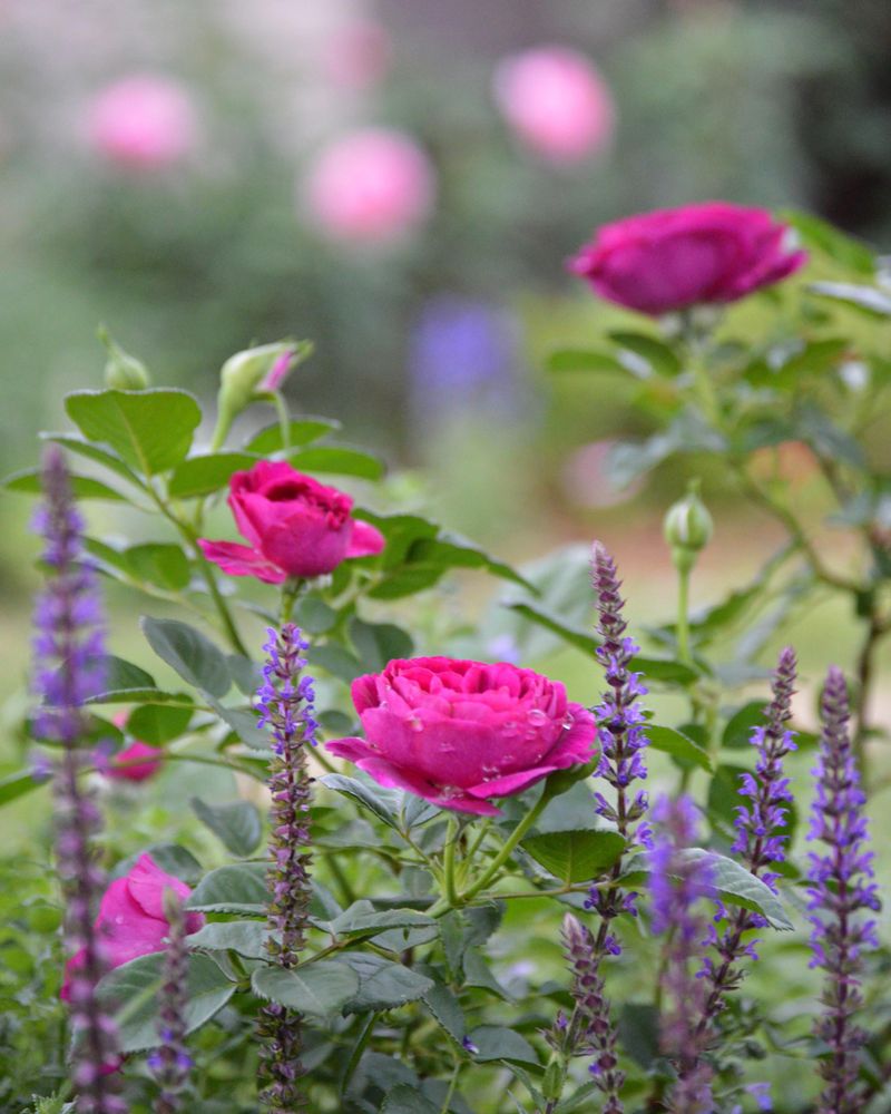 Choose Companion Plants Wisely