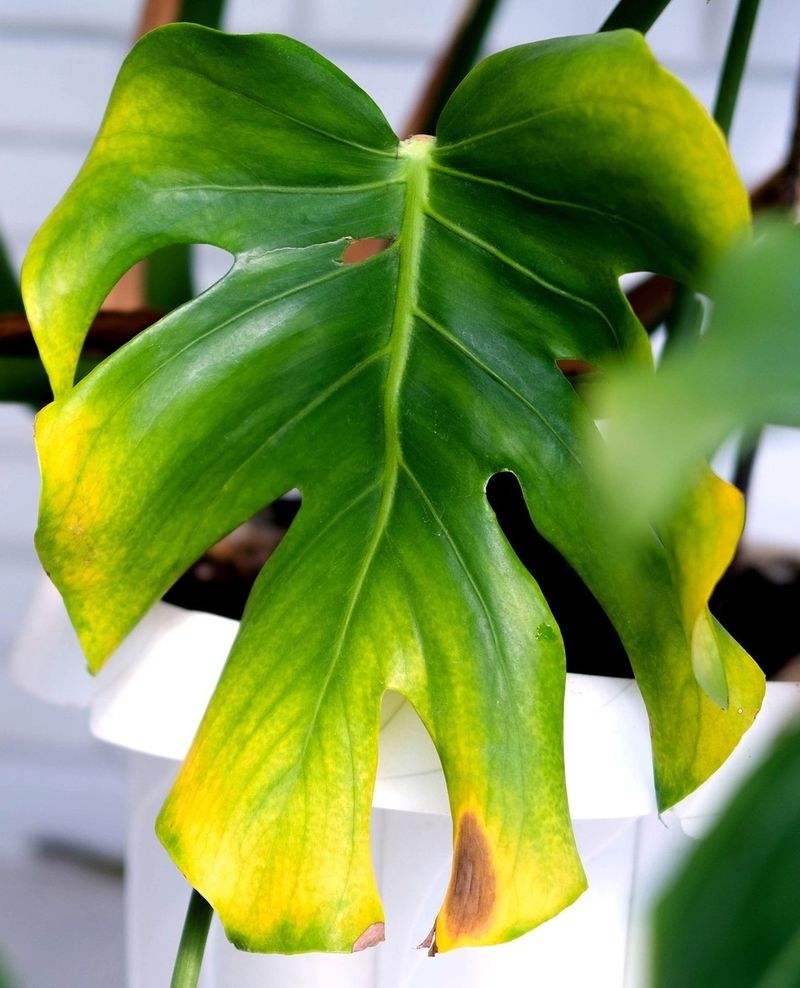 Revives Yellowing Houseplants Quickly