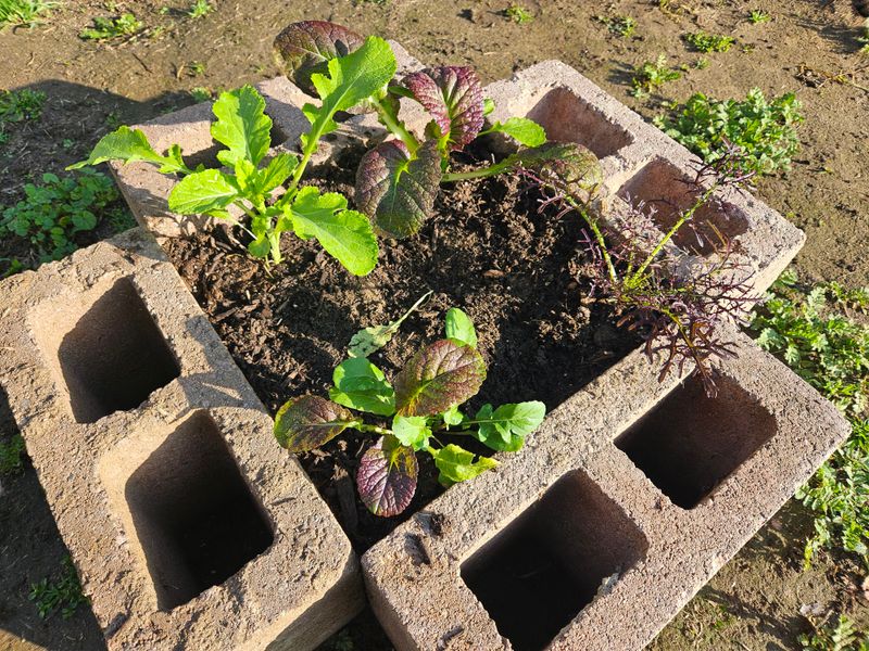 Reduced Weeding Requirements