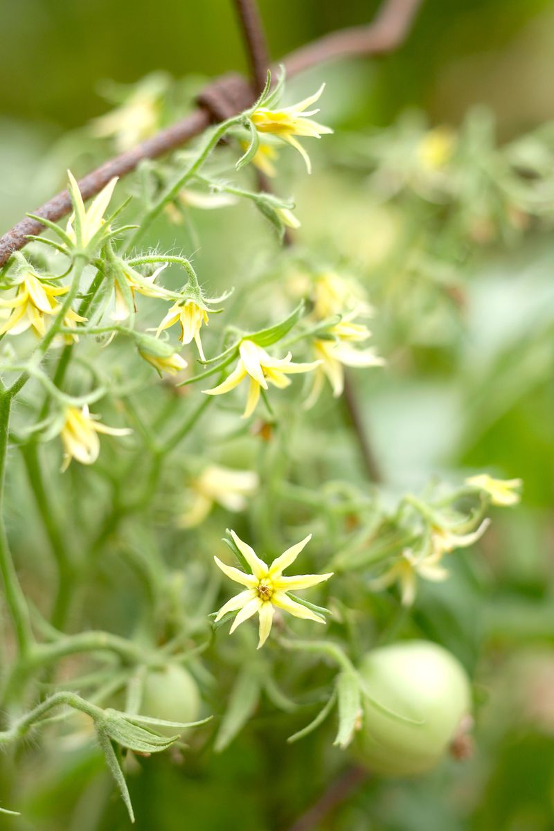Improves Cross-Pollination Between Varieties