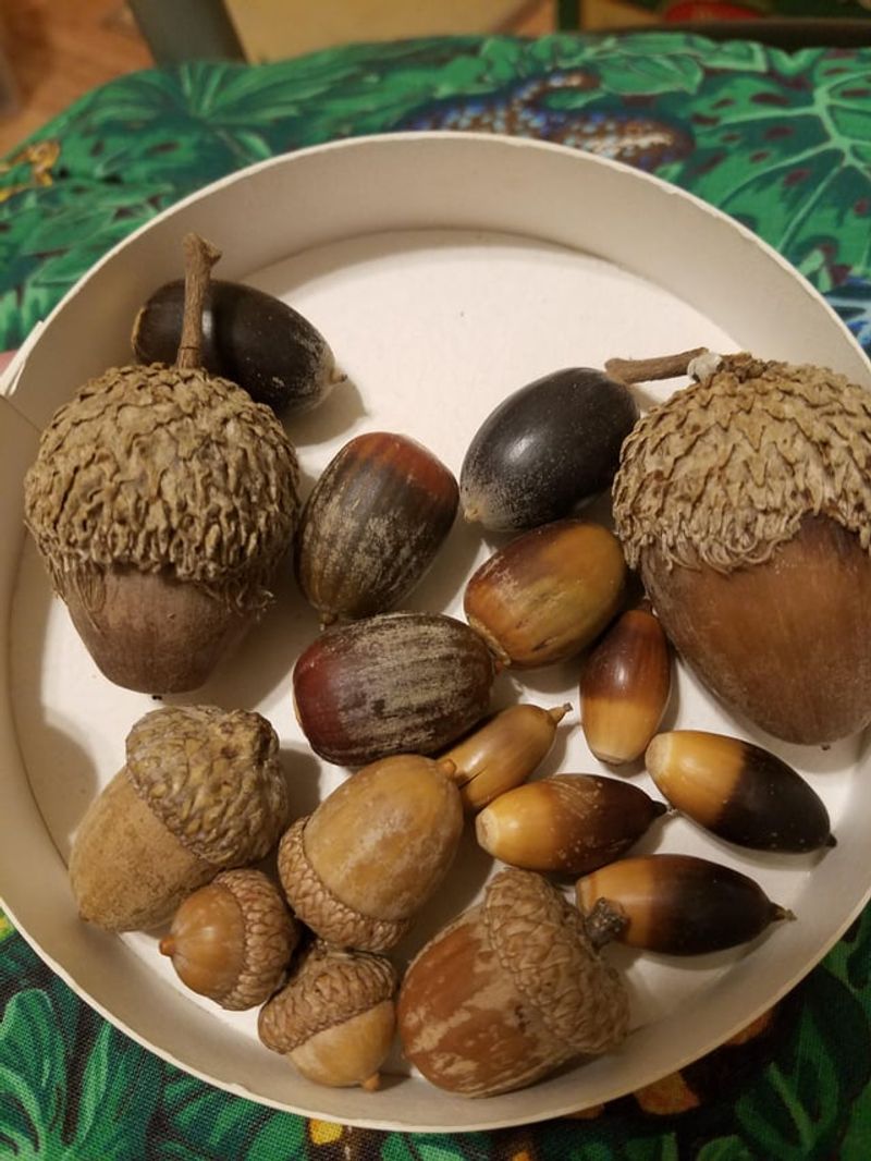 Acorns