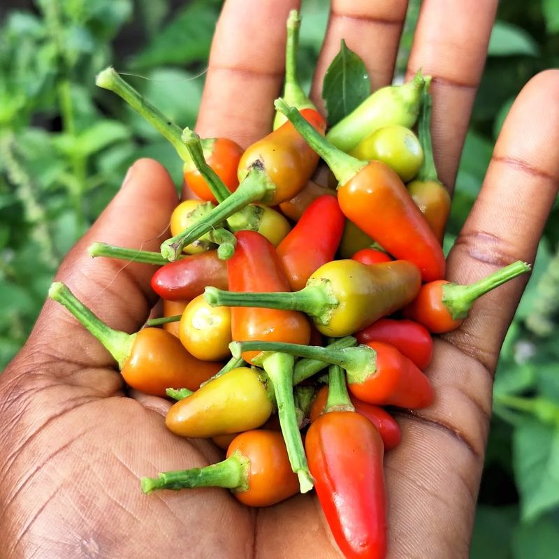 Chili Pepper