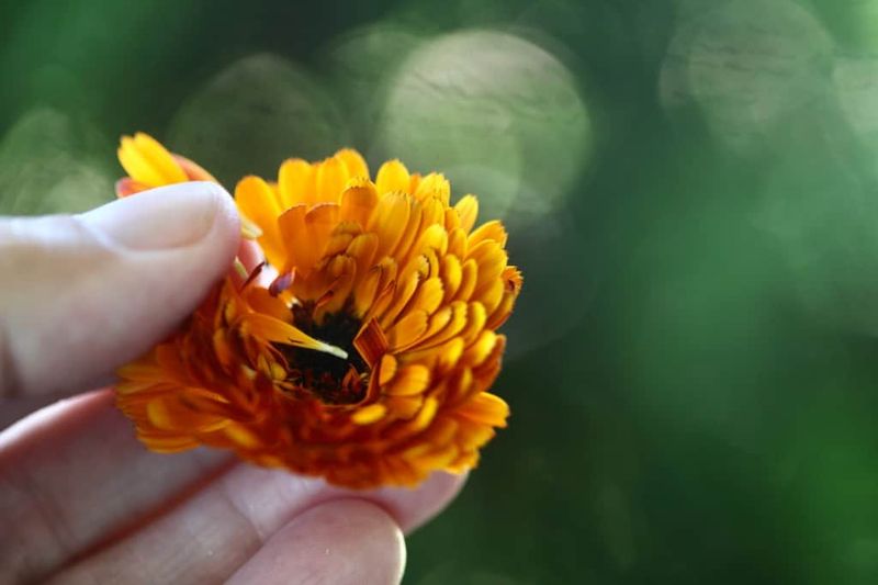 Petals Turning Crispy