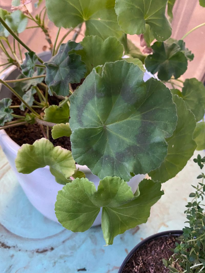 Brown Petal Edges