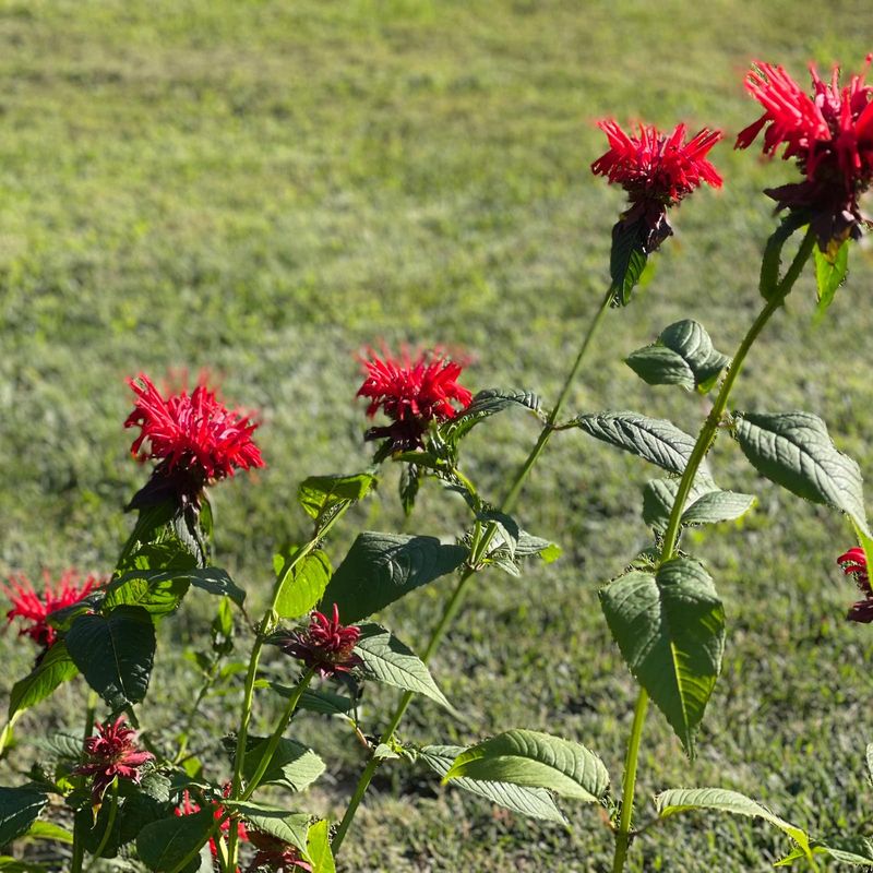 Monitor For Pests While Deadheading