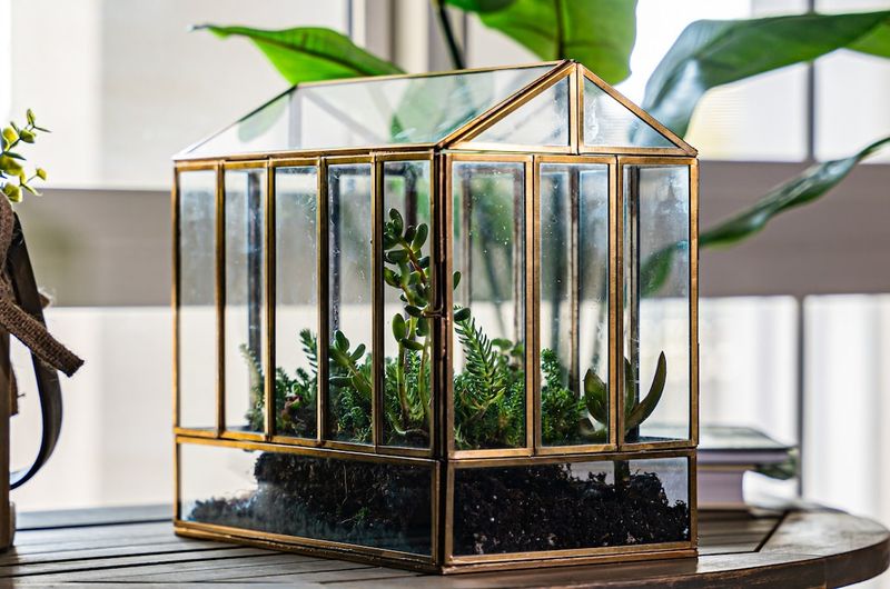 Decorative Glass Terrariums vs. Recycled Containers