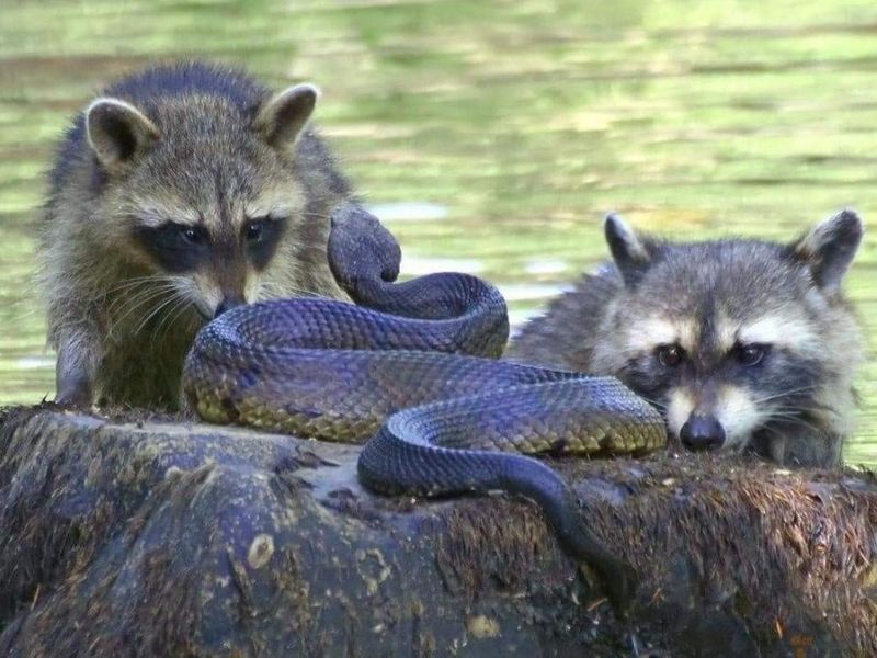 Snake Population Control