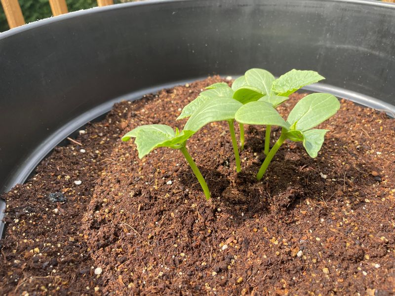 Simplified Transplanting Process