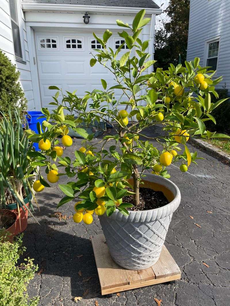 Biodegradable Growing Container