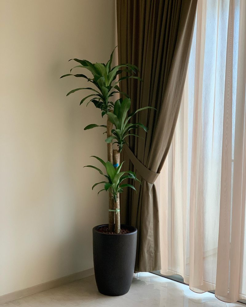 Dracaena Fragrans (Corn Plant)