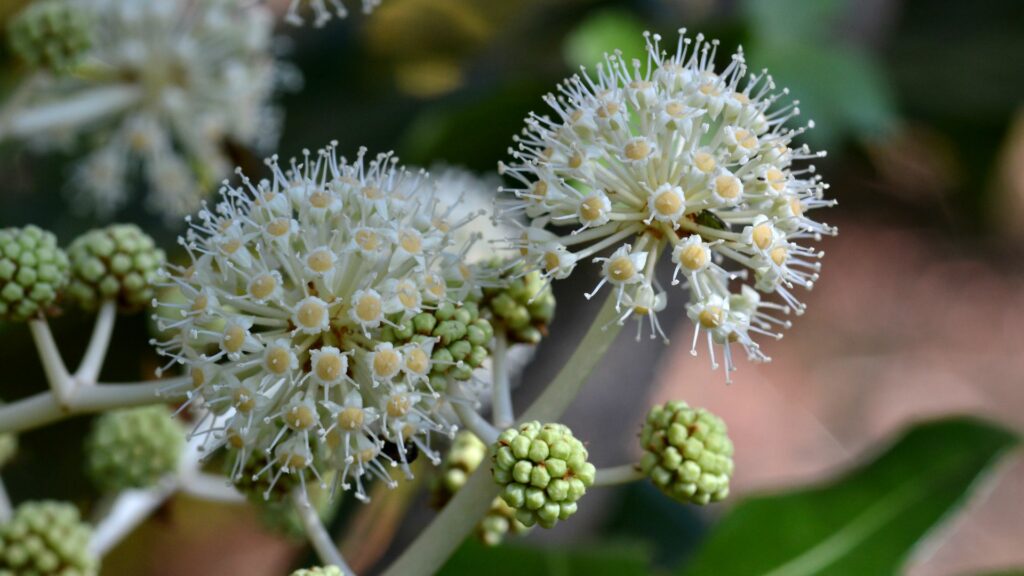 Fatsia (Fatsia japonica)
