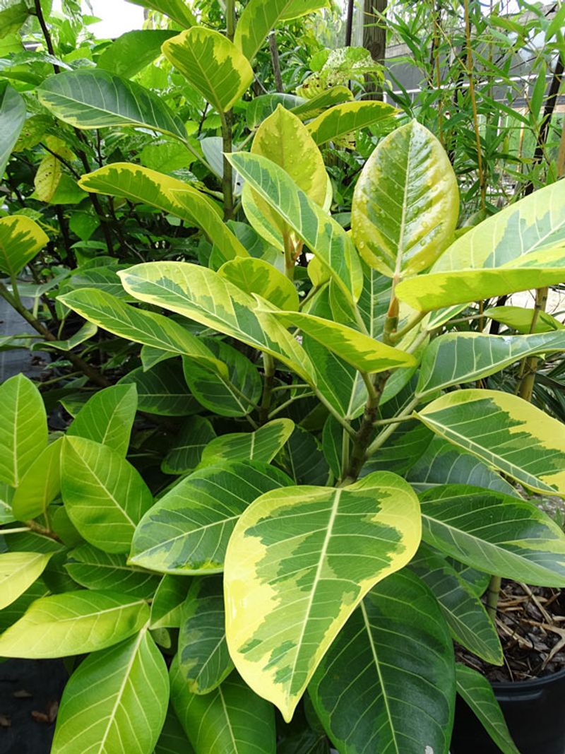 Ficus Altissima (Council Tree)