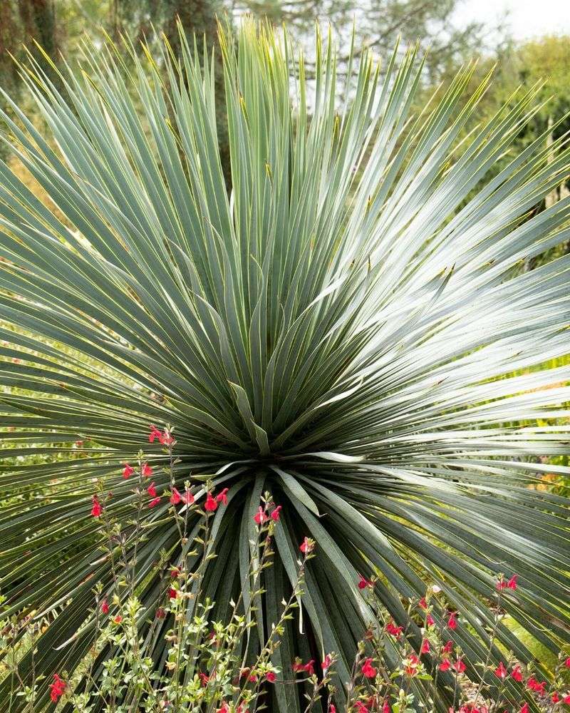 Yucca