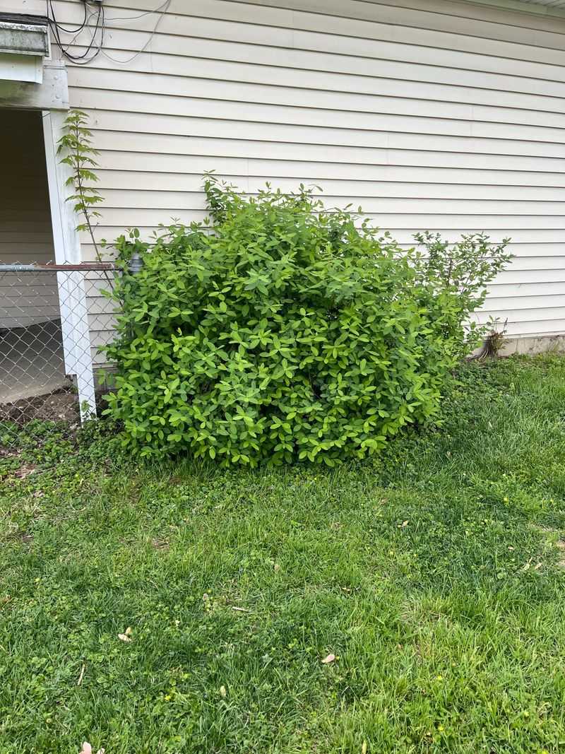 Prune With Purpose
