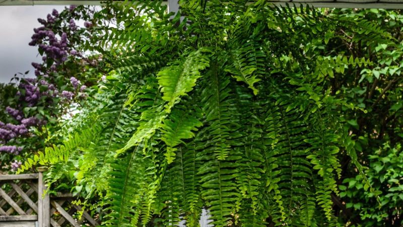Perfect Your Pruning Technique