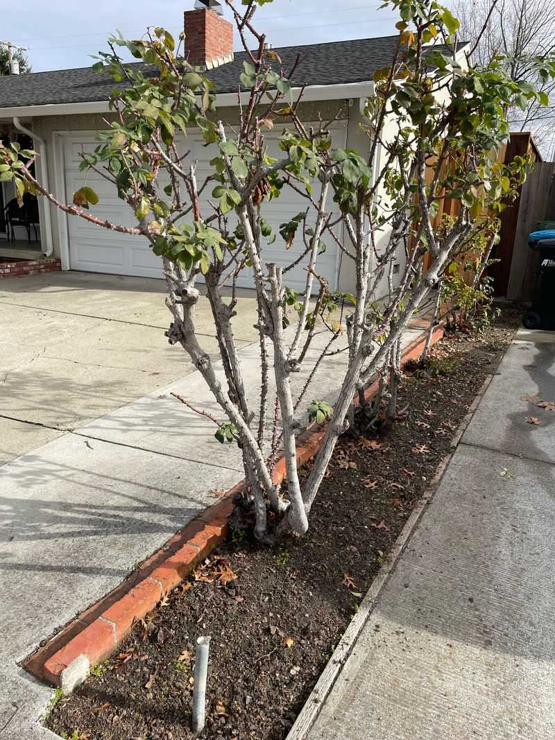 Practice Smart Pruning