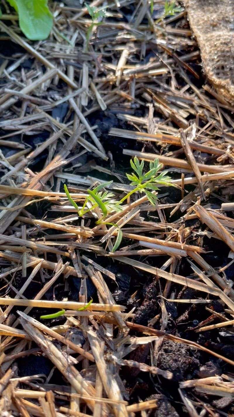 Temperature Matters For Germination Speed