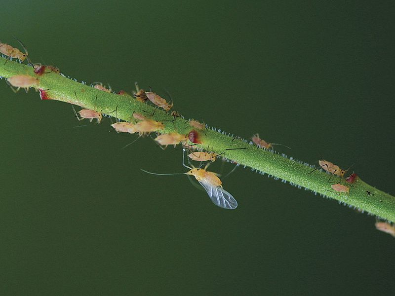 Monitor And Treat Pests Early