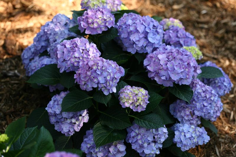 Deadhead Spent Blooms Strategically