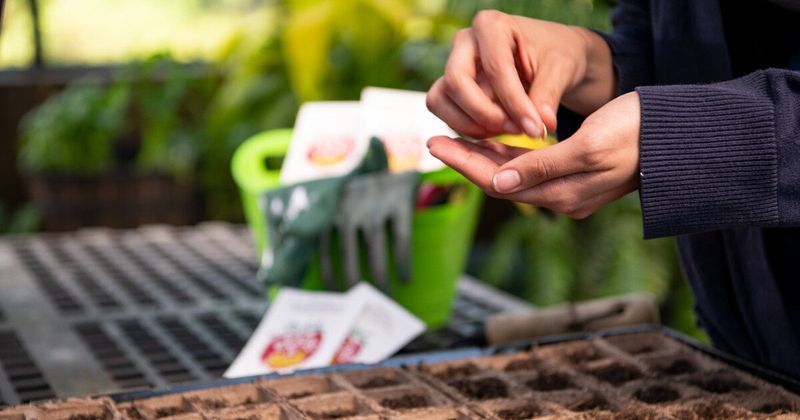 Harden Off Seedlings Gradually