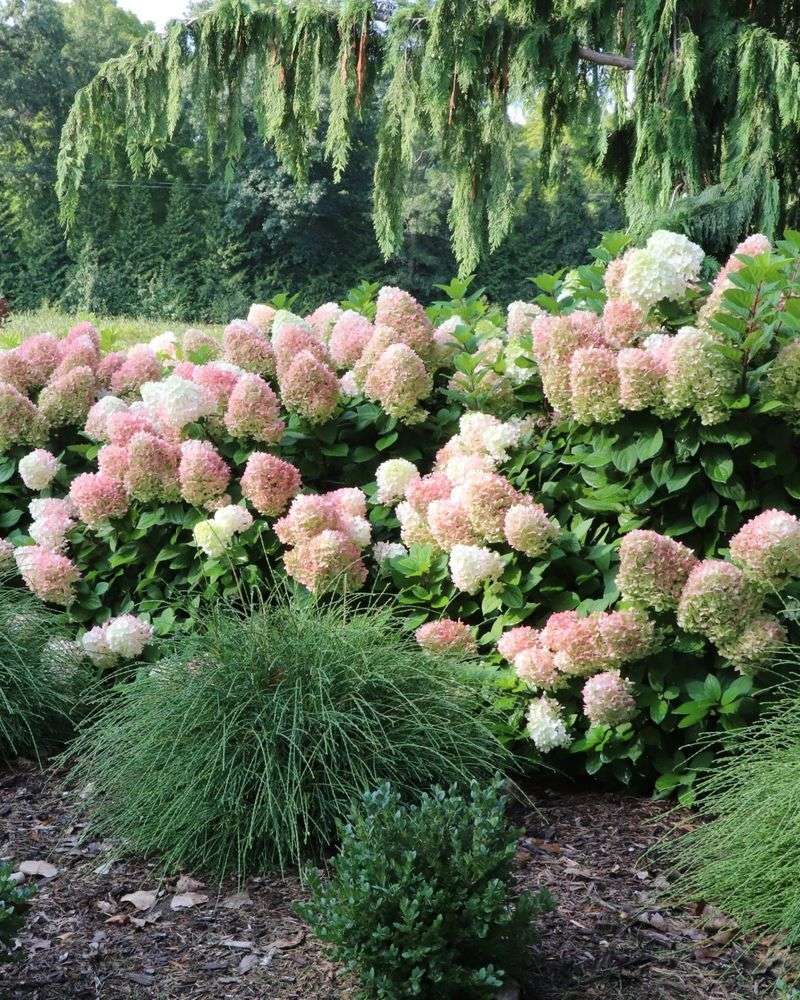 Companion Planting Partners