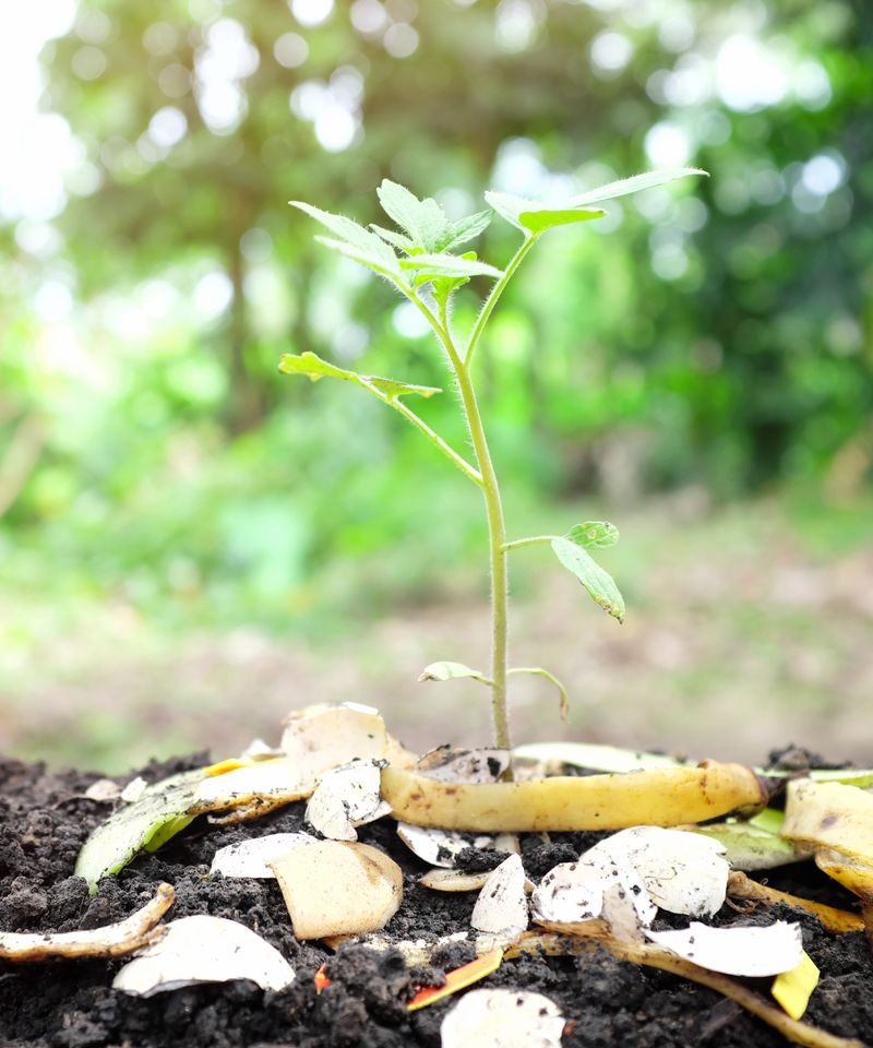 Bury Banana Peels Under Plants