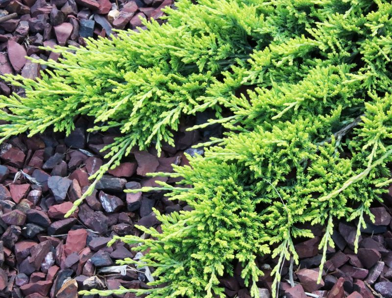 Play Area Safety With Carpet Junipers