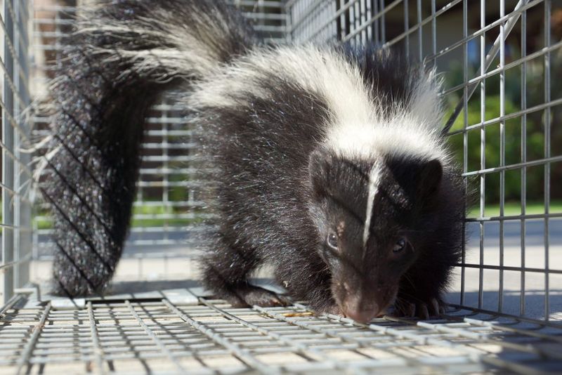Professional Wildlife Removal