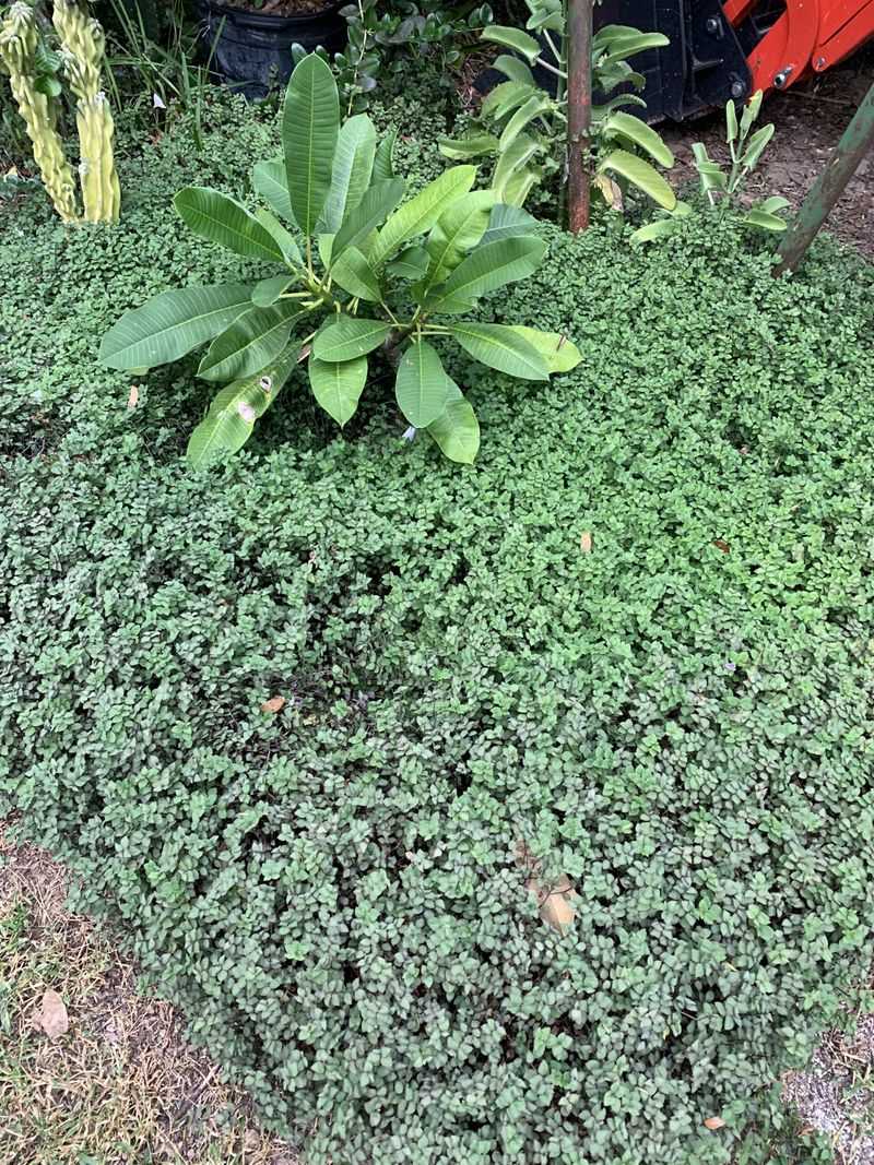 Thyme's Ground Protection