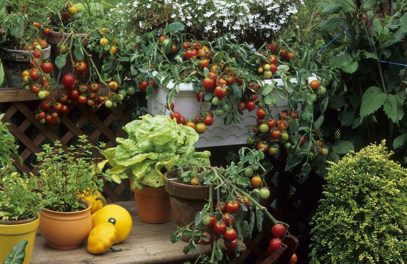 Tomatoes: Fungal Disease Risks