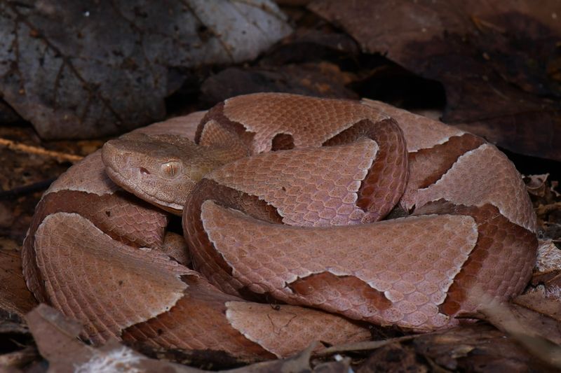 Southern Copperhead