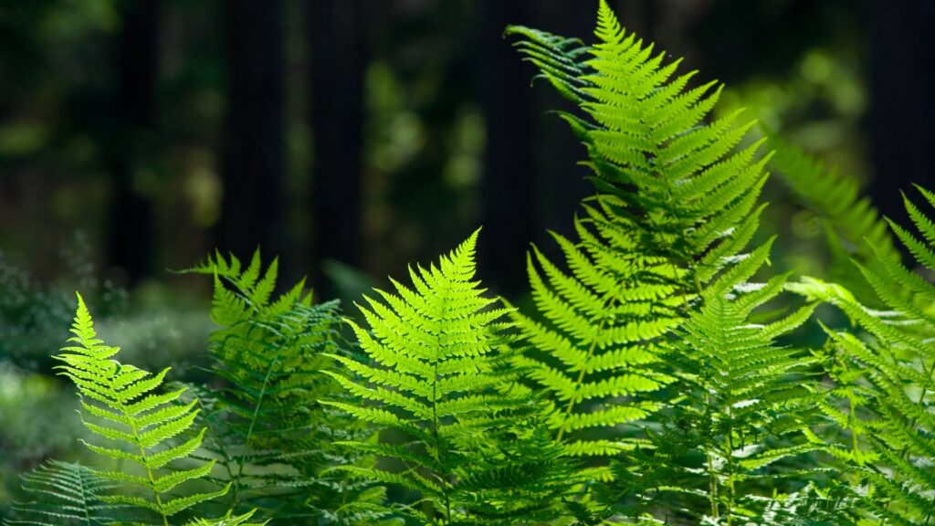 ferns