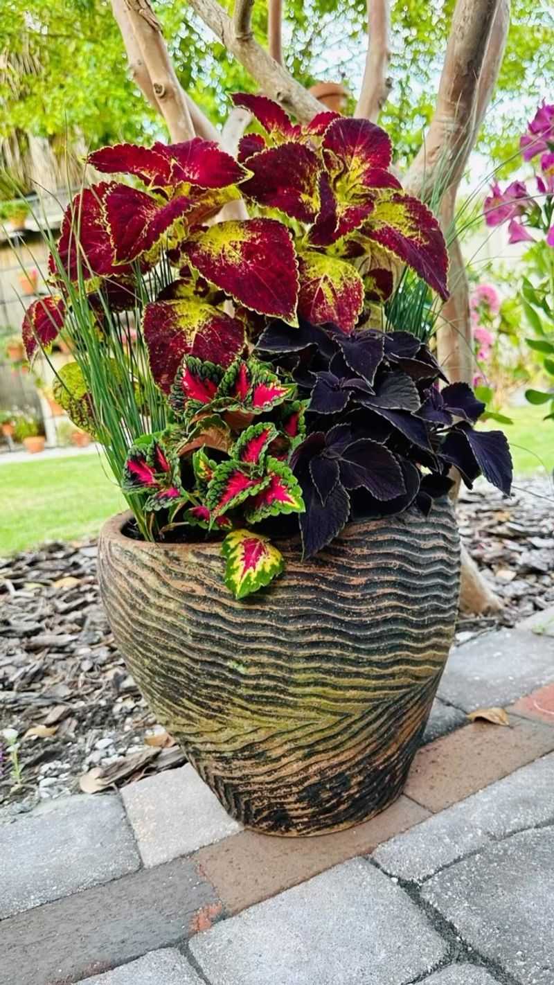 Coleus - Paint Your Shade Garden with Color