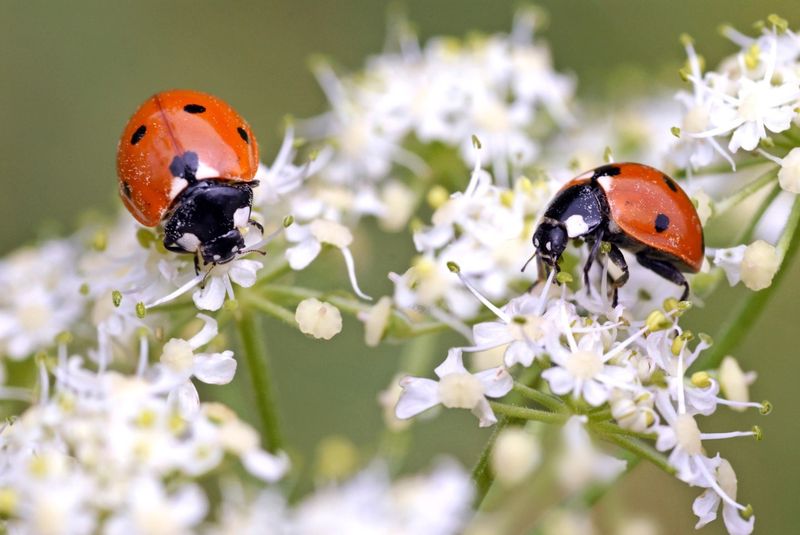 Watch For Beneficial Insects
