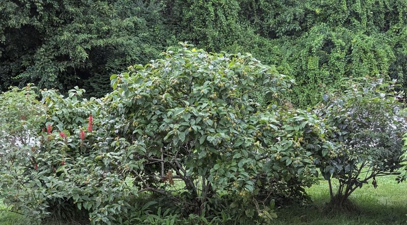Prune Strategically