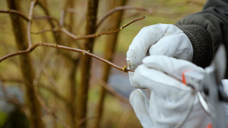 Master Essential Pruning Techniques