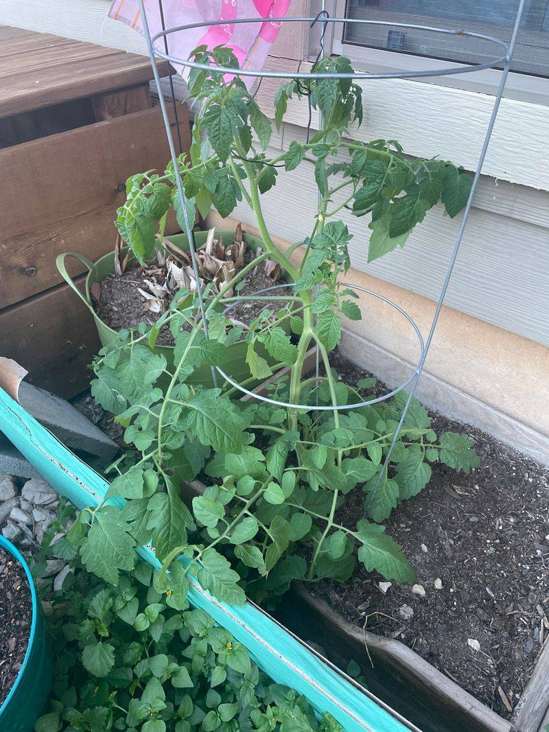 Remove Lower Leaves