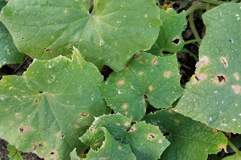 Contaminated Manure Causing Disease