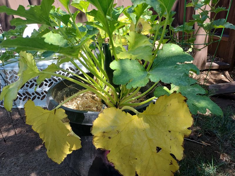 Excessive Foliage But Few Vegetables