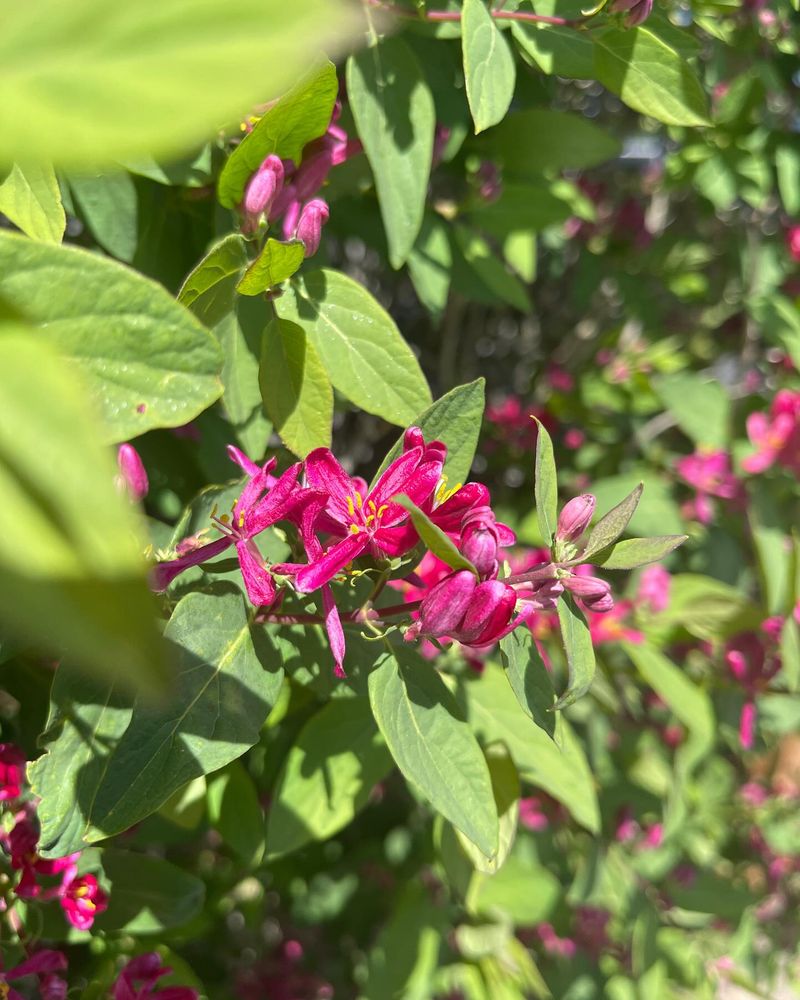 Tatarian Honeysuckle