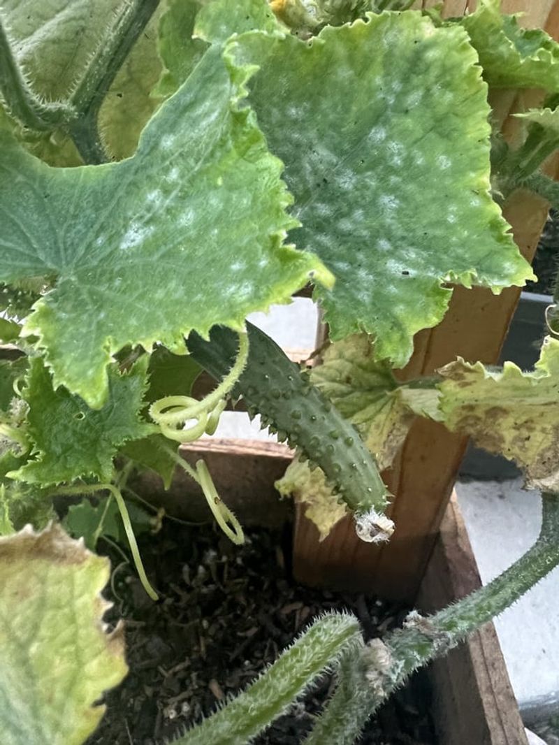 Disease Prevention Techniques
