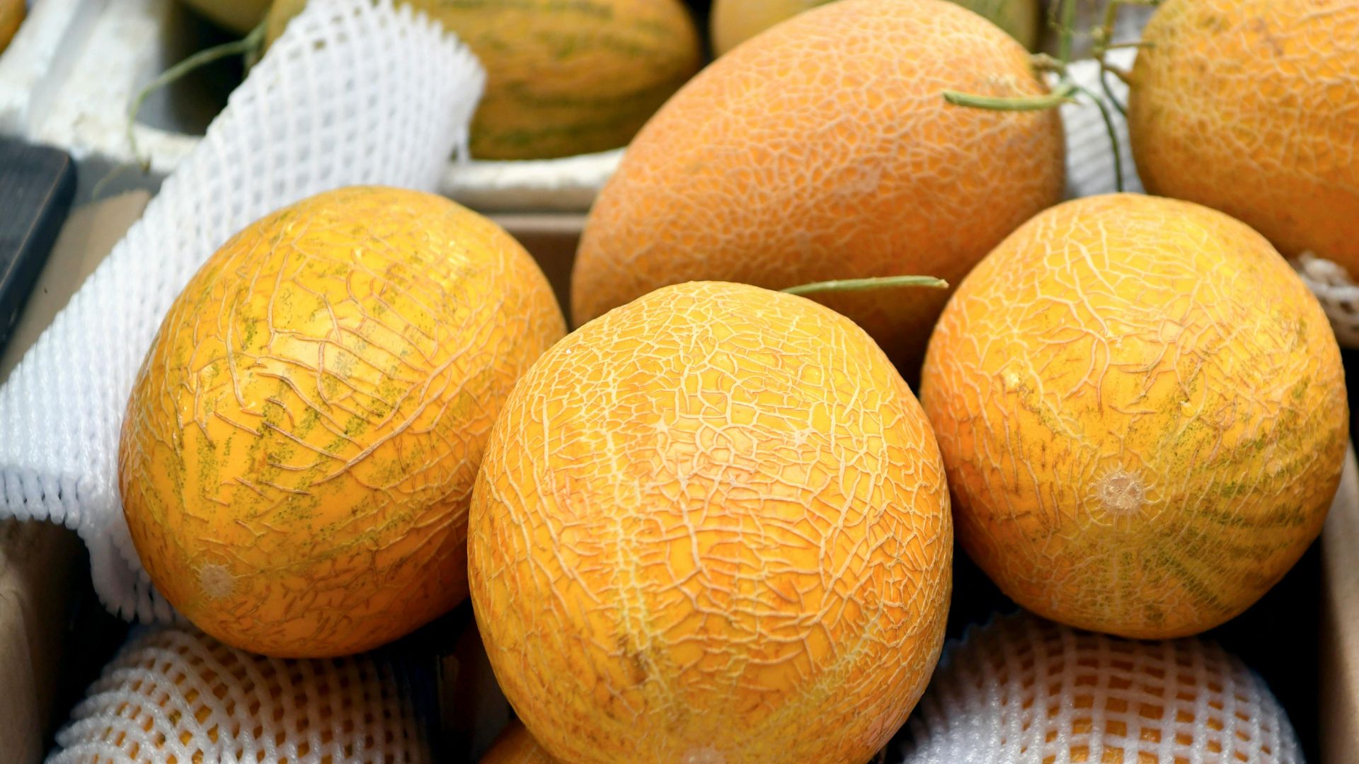 melons